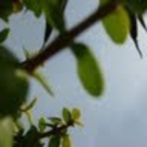 Meet your Posher, Helen